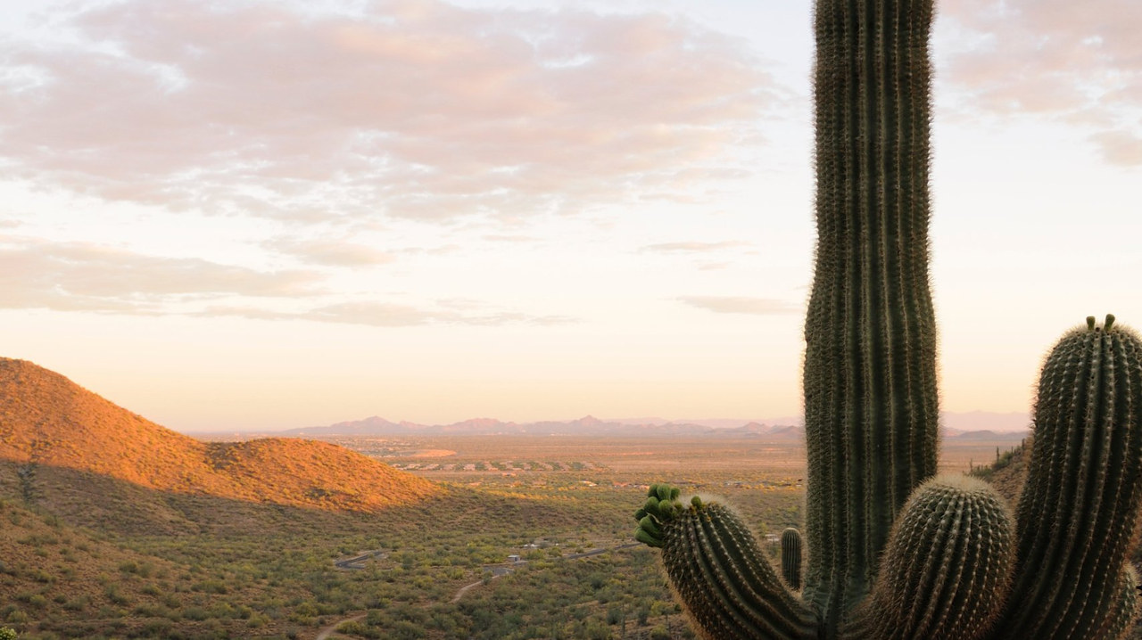 Saguaro cactus overlooking a desert valley at dawn